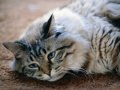 sad_cat.jpg